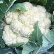 Cavolfiore bianco