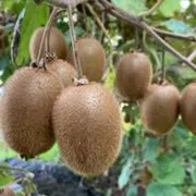 kiwi hayward