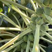 Broccoletti di Bruxelles