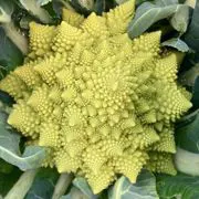 Broccolo romanesco