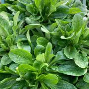 Valeriana