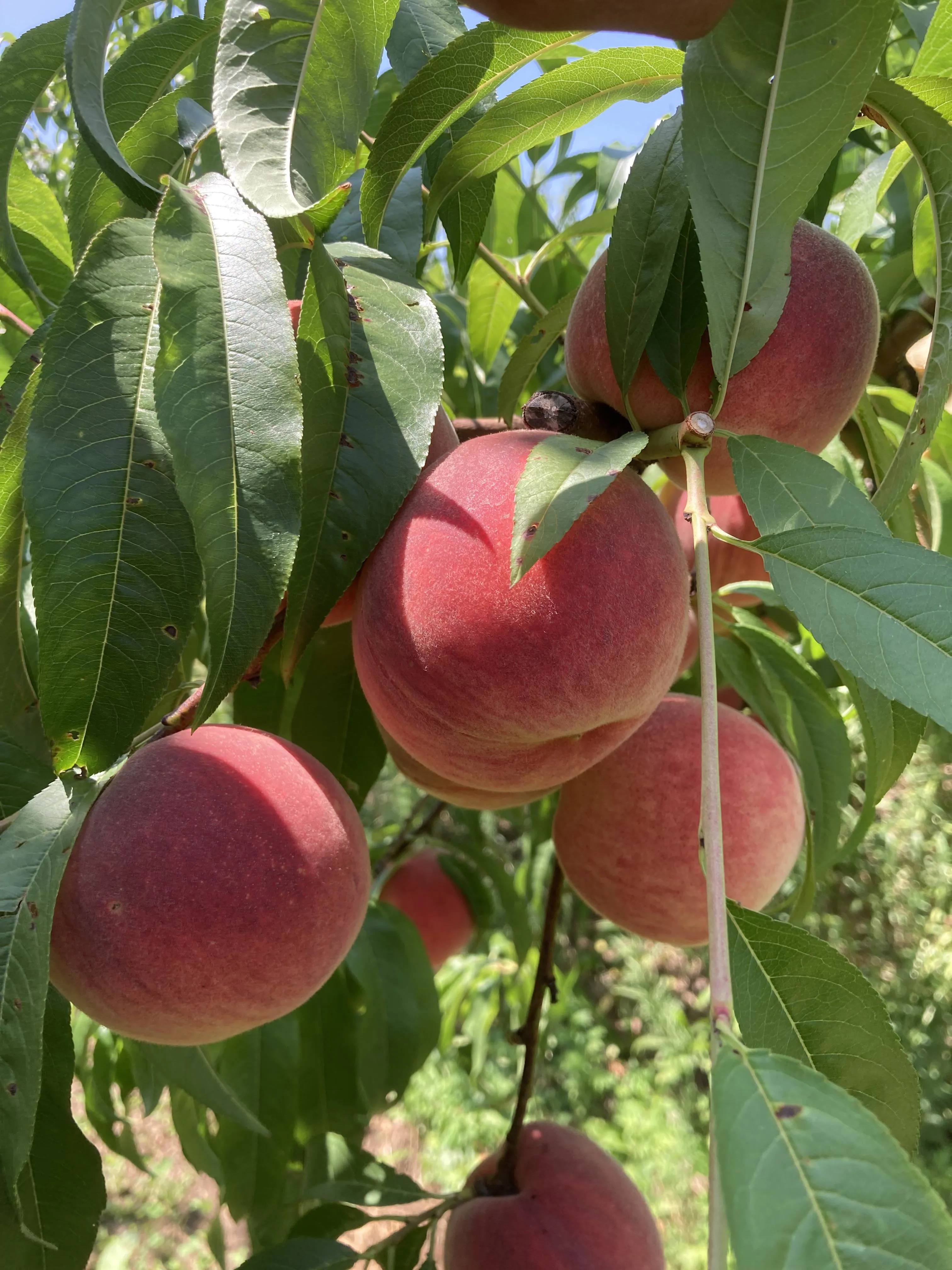 Frutta