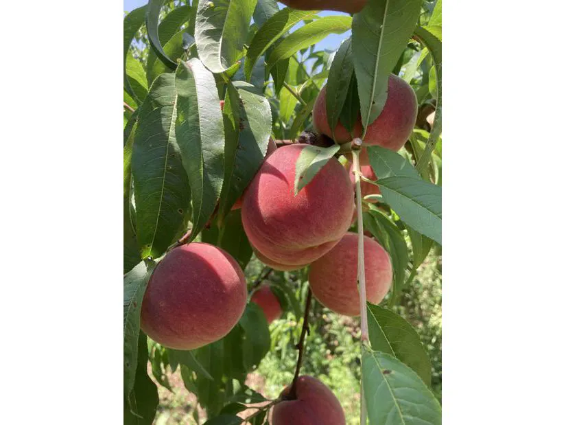 Frutta