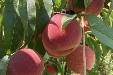 Frutta