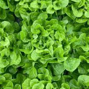 Lattuga quercia verde