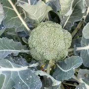 Broccolo