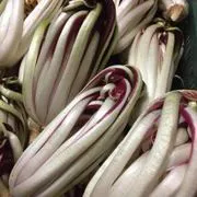 Radicchio Treviso