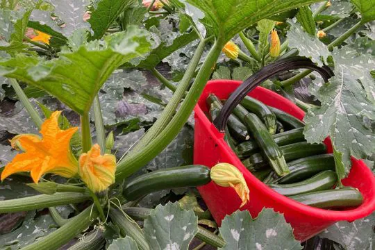 La Terra dei Rari una passione di famiglia che continua